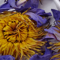 Egyptian Blue Lotus Flower