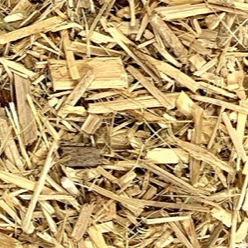 Siberian Ginseng Cut